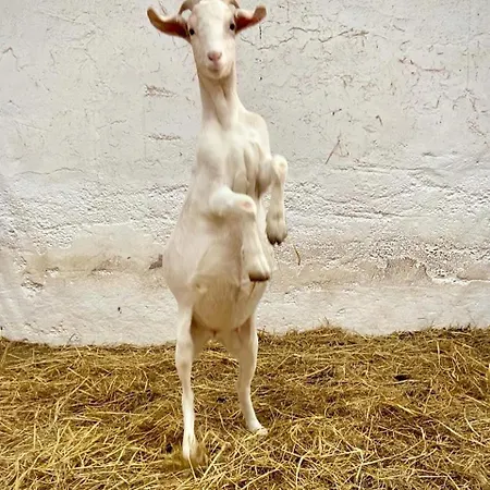 Campingplads Leahys Pod Park *